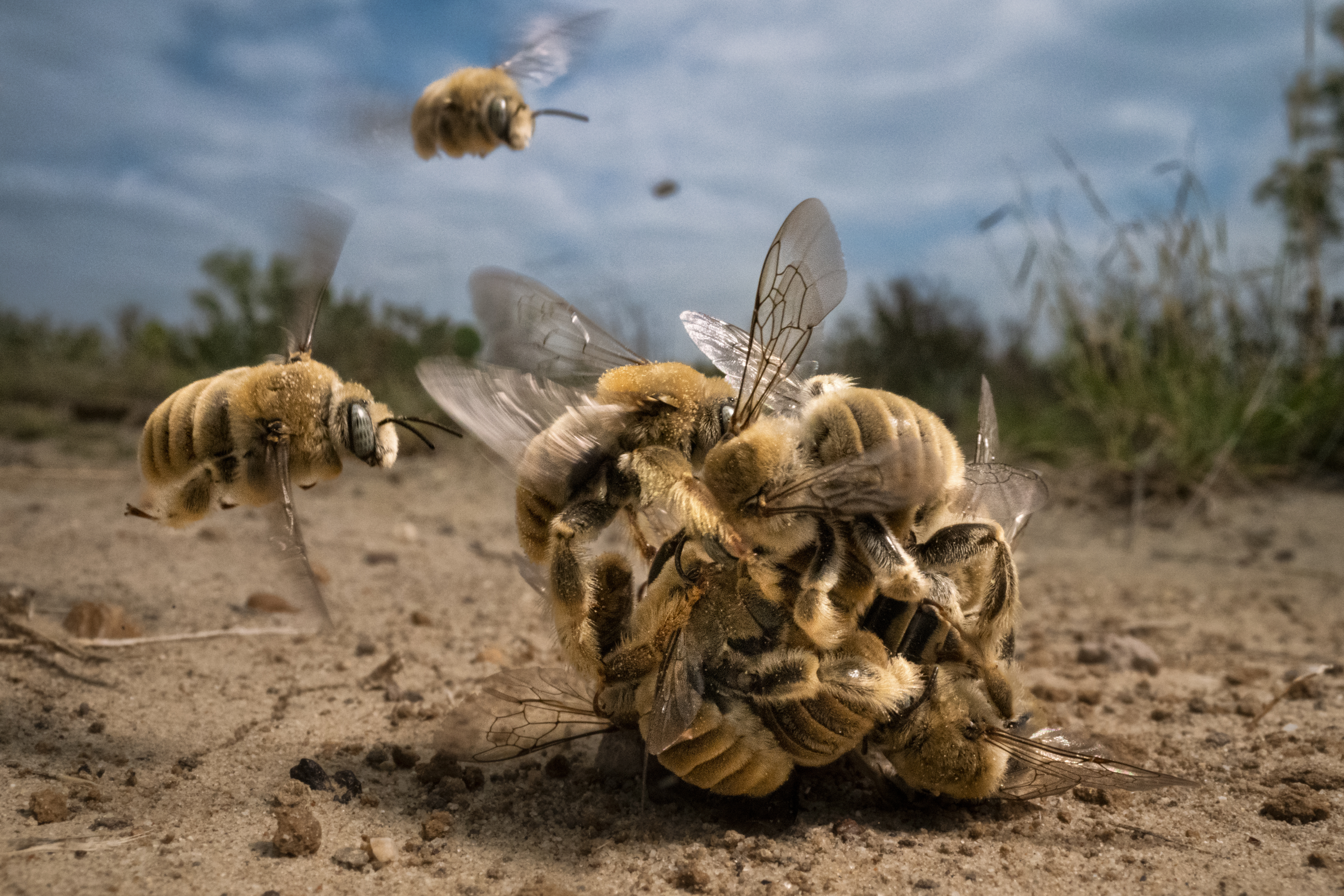 a ball of bees on the desert floor