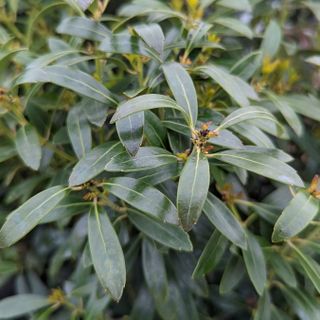 inkberry holly Shamrock showing glossy foliage