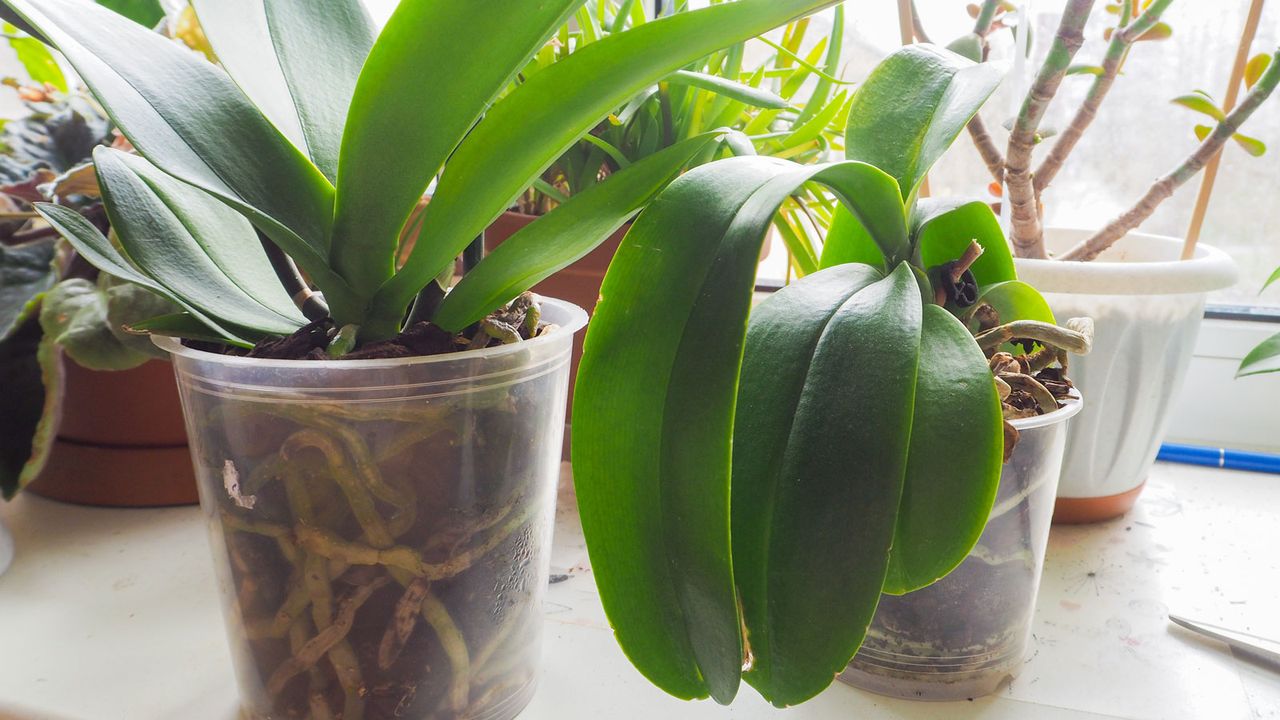 orchids in pots after blooms have died