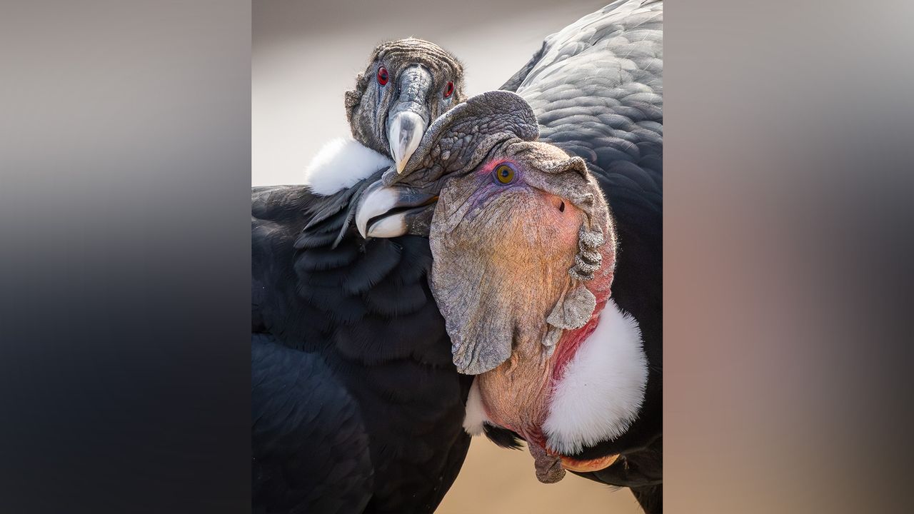 Two condors embracing each other.
