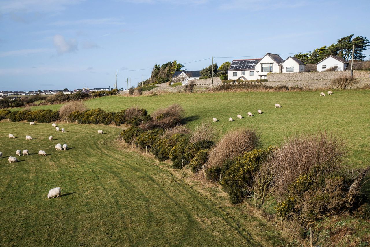 Sheep grazing in a line on field near Llanfaelog, Anglesey, Wales, UK, on a sunny Winter&#039;s day.