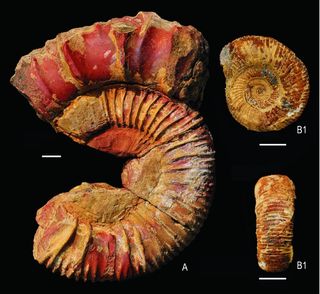 Fossils of the ammonite Katroliceras lerense found next to the ichthyosaur.