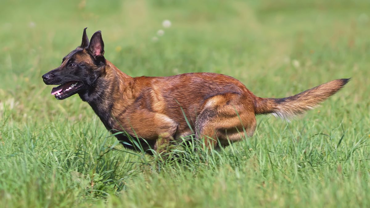 33 herding dog breeds for managing livestock | PetsRadar