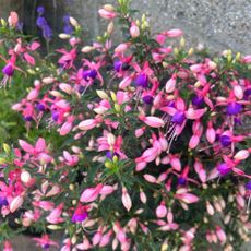 Closeup of pink and purple fuchsia flowers in garden