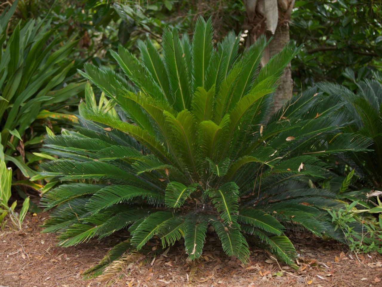 Large Sago Palm Tree