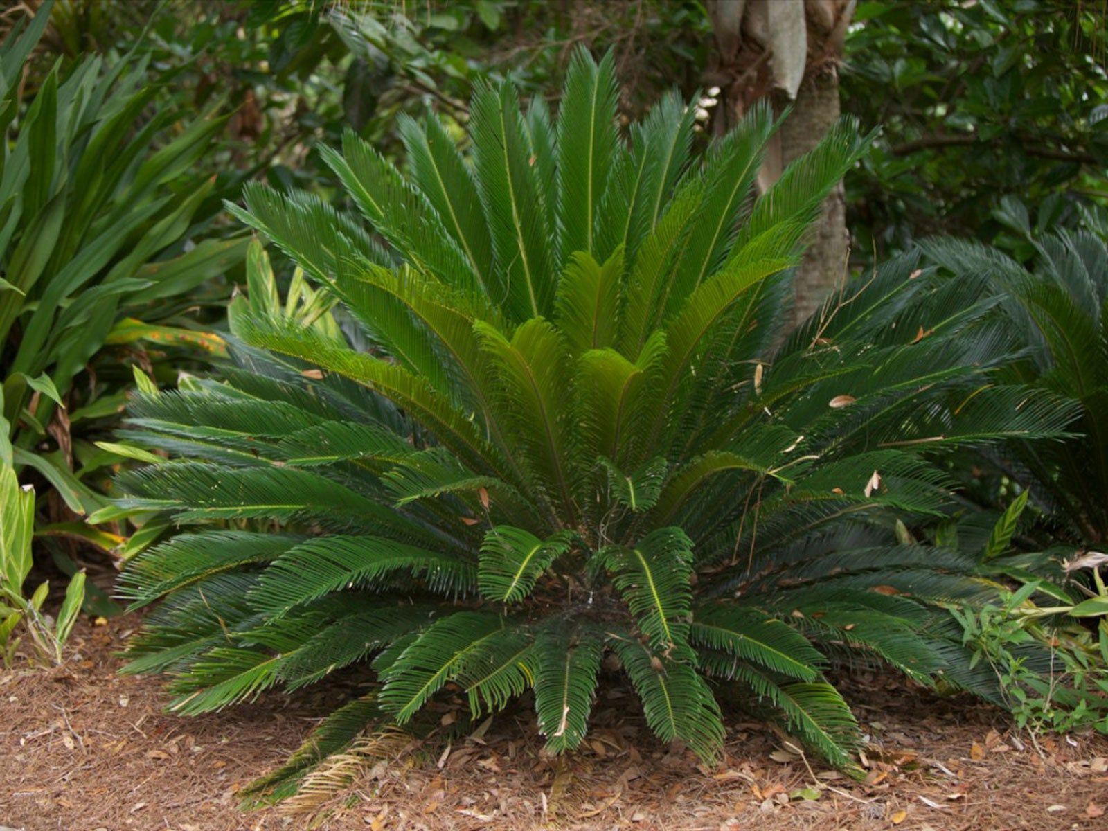 Sago Palm Care and Pruning - Information On Pruning Sago Palms | Gardening  Know How