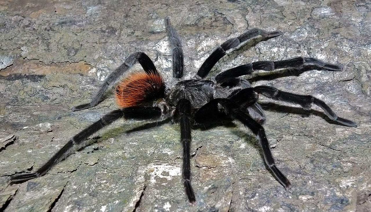 A Mexico City restaurant has been closed down for serving endangered spider tacos