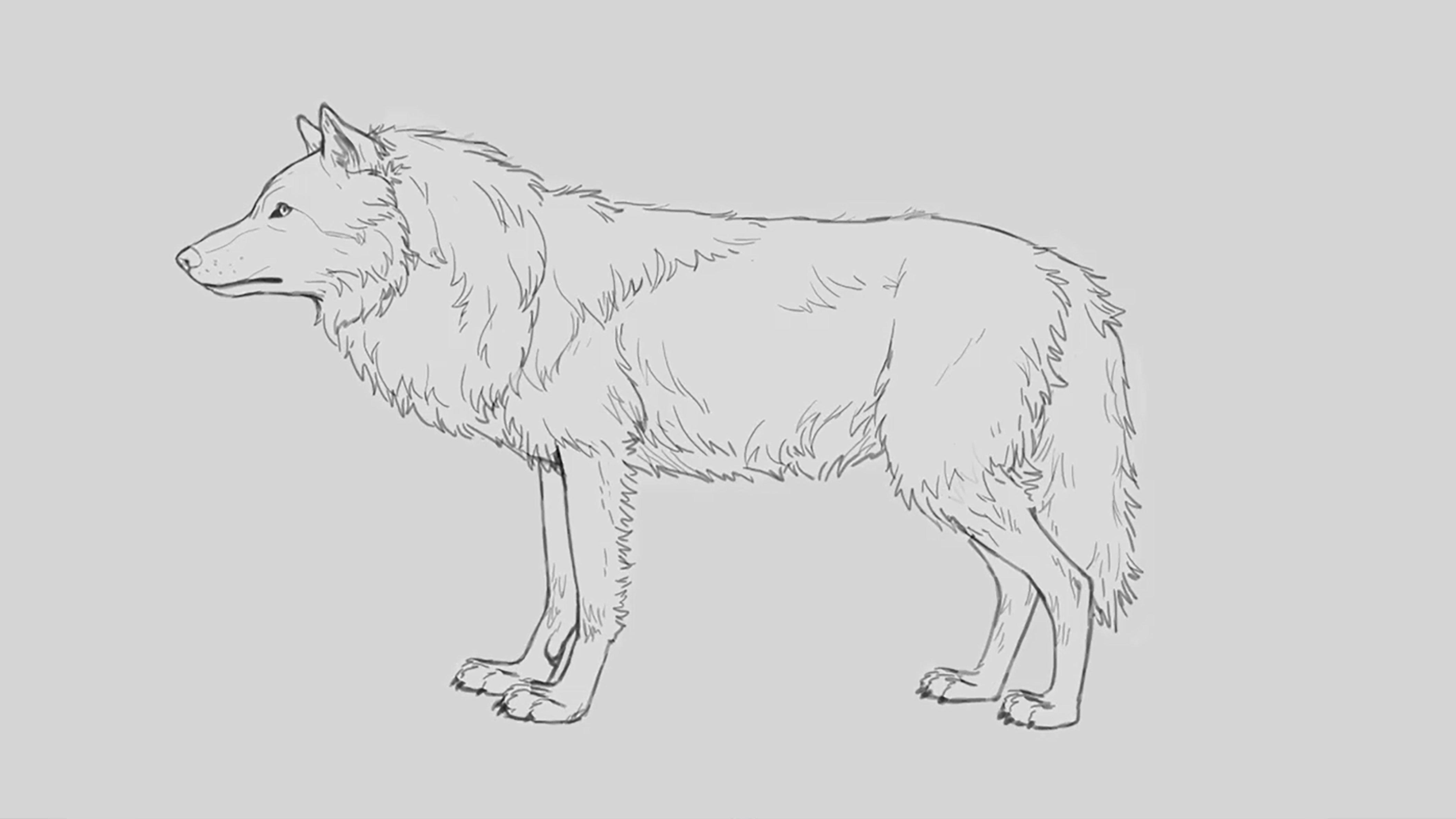 Pencil sketch of a wolf with its full winter coat