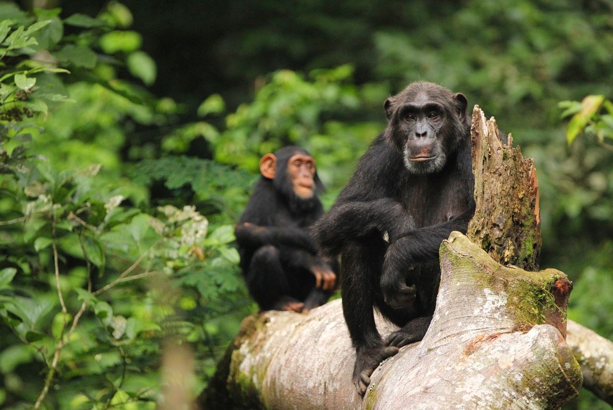 A chimpanzee mother rests with her juvenile daughter on a fallen tree at Ngogo in Kibale National Park, Uganda.