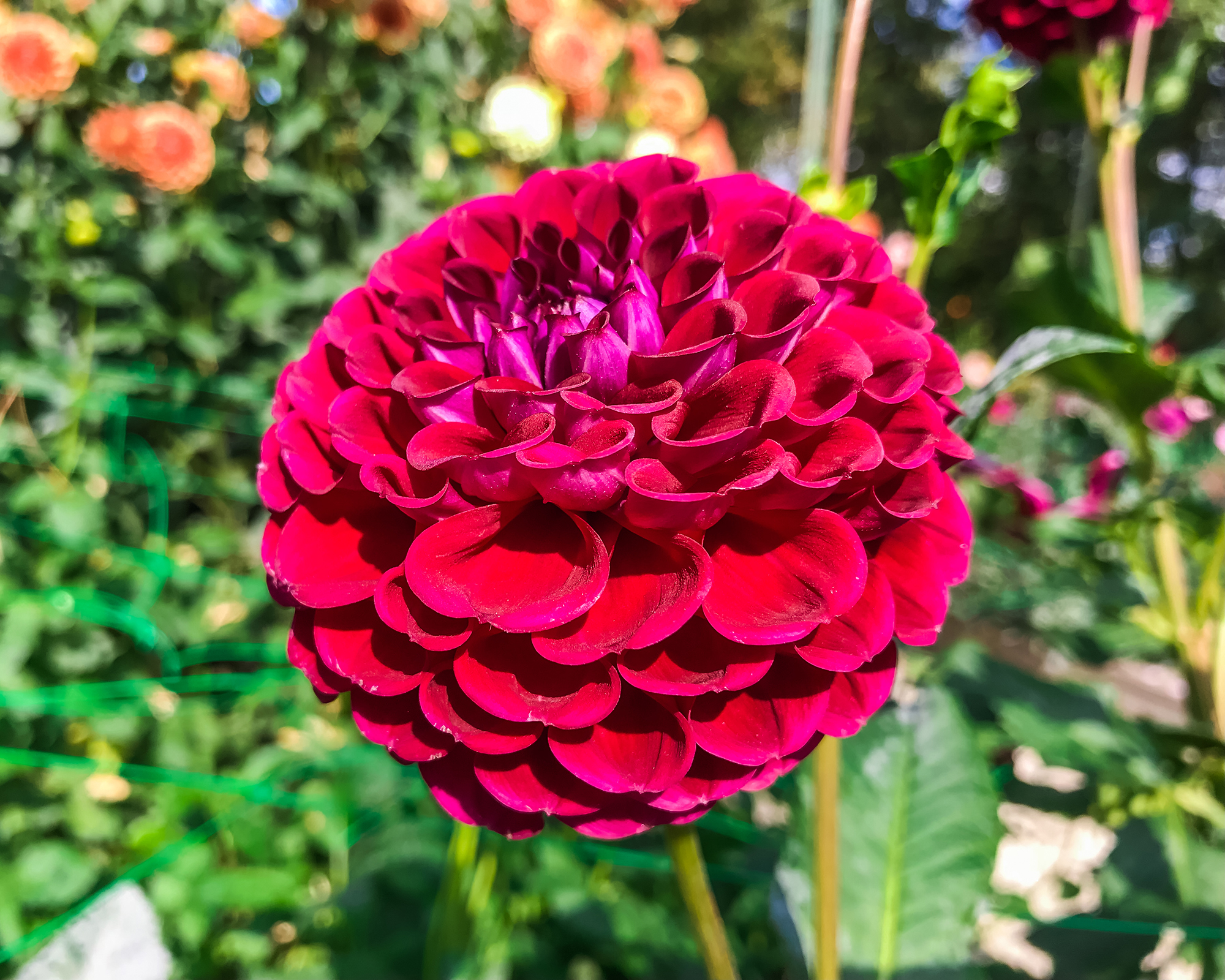 Chimacum Night red dahlia