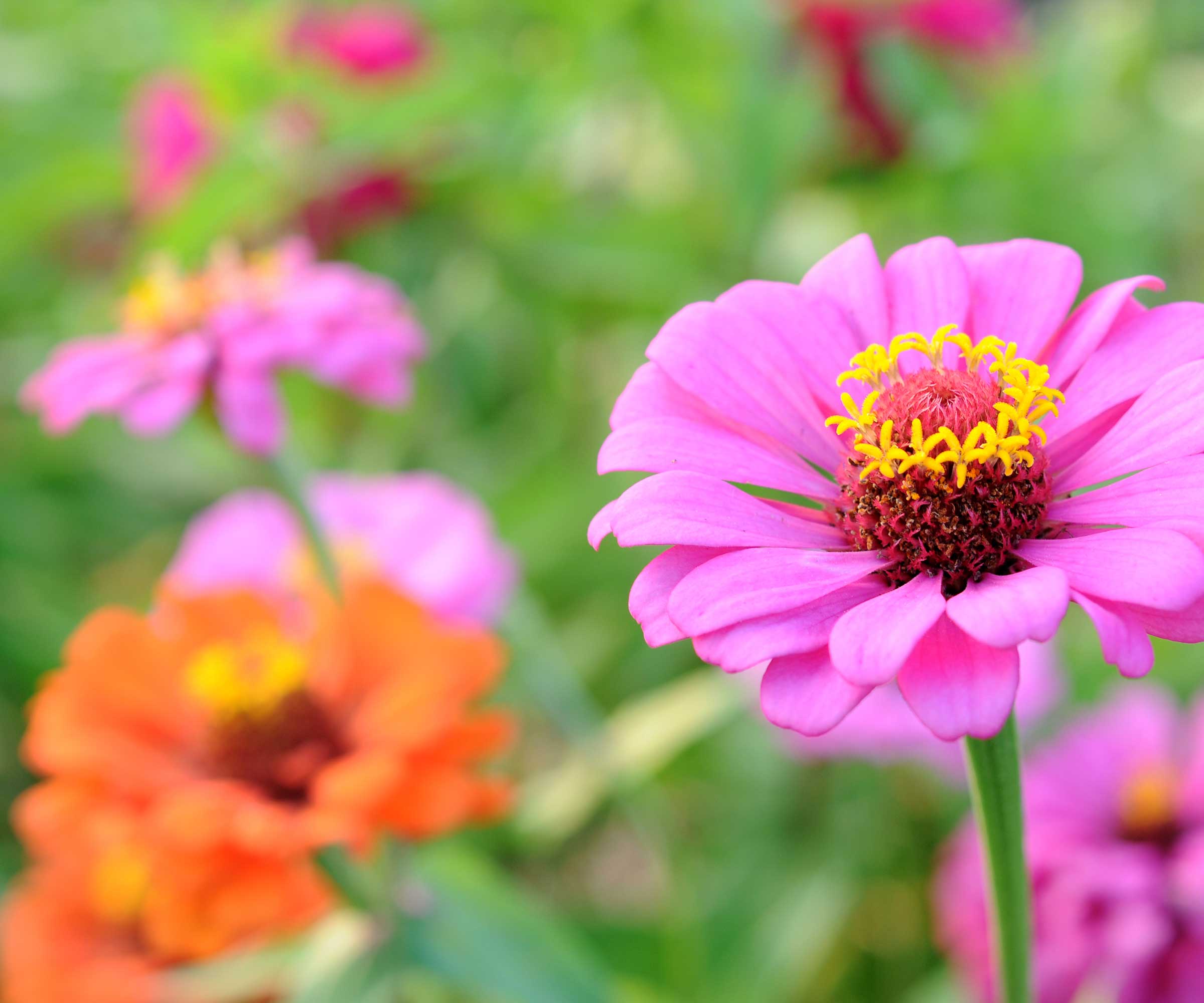 zinnias with pink flower in focus