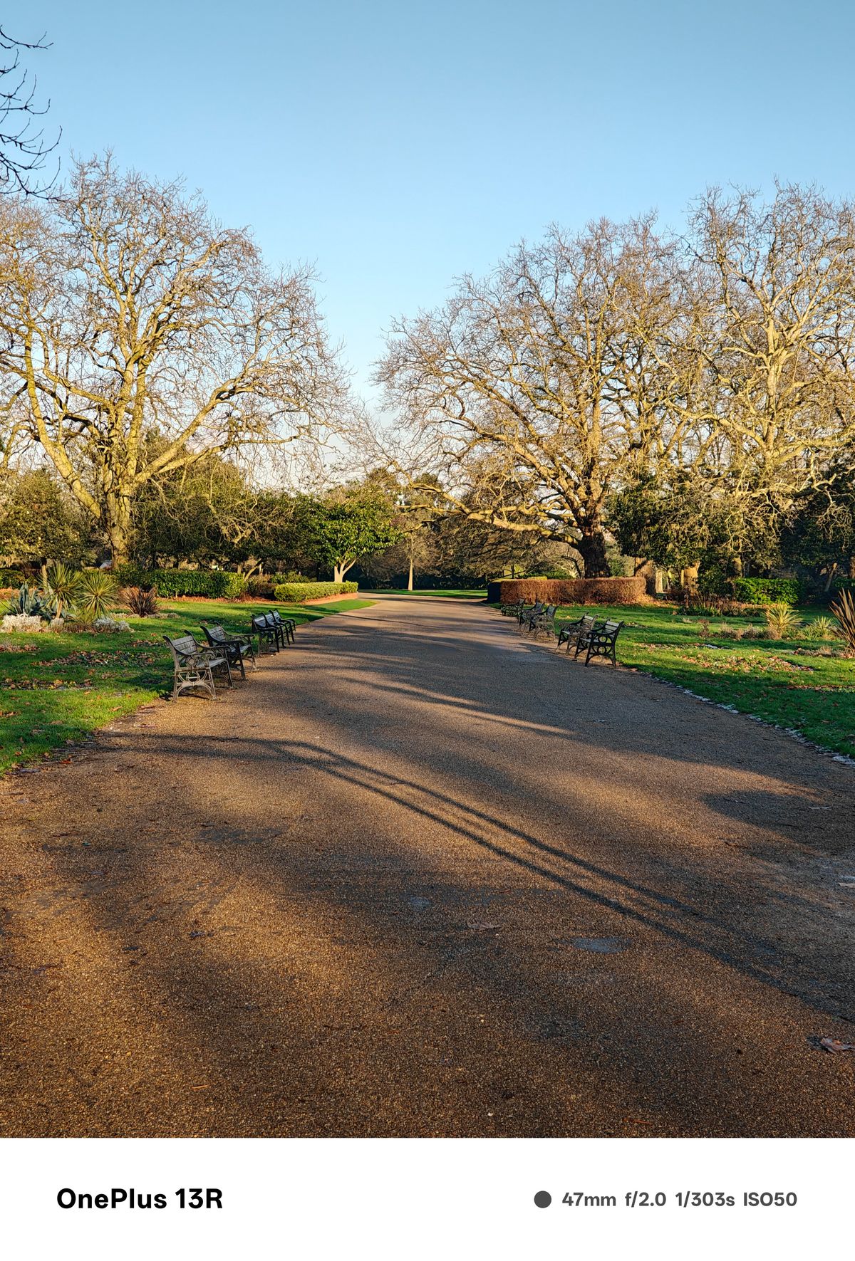 Path running though a park lined with trees
