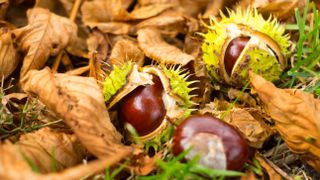Conkers which have fallen to the ground and cracked open