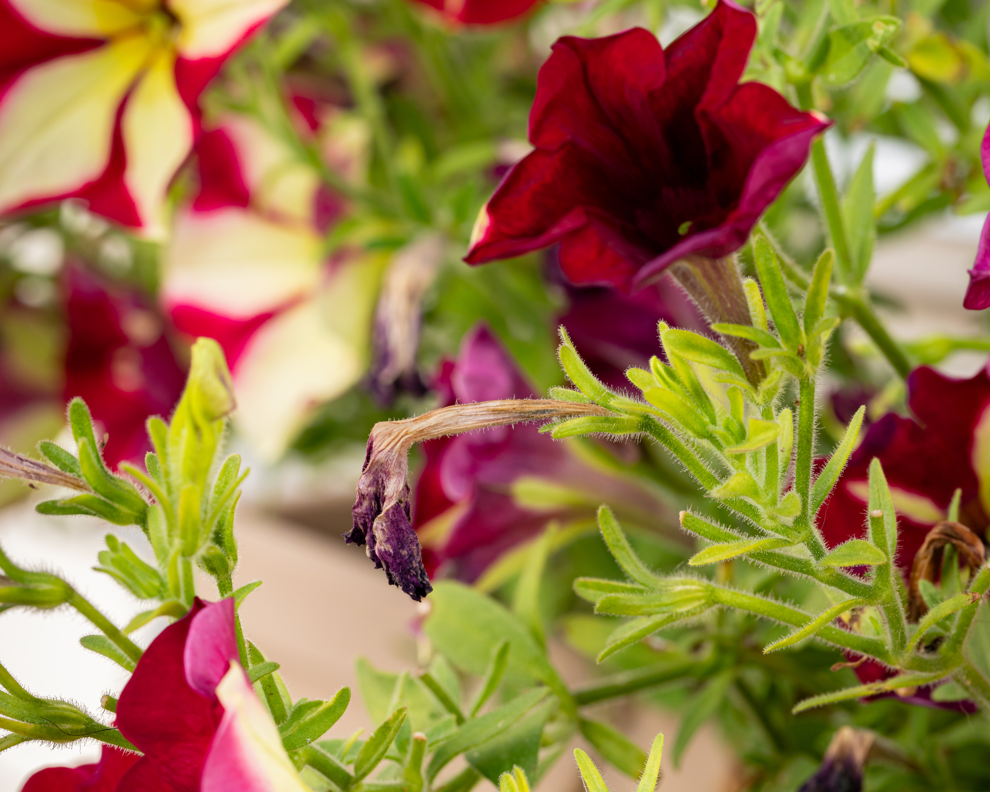 Wilted petunia bloom that should be deadheaded