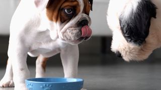 a bulldog and sheepdog standing over a blue food bowl indoors.