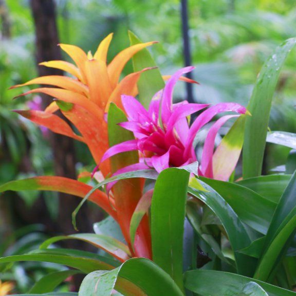 Bromeliad Plant Care: Growing And Caring For Bromeliad Plants ...