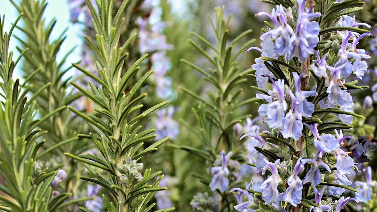 how and when to prune rosemary – rosemary shrub in bloom