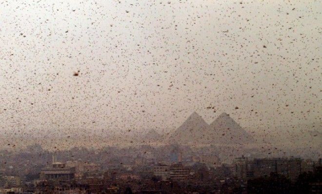 Swarms of locusts obscure Cairo&amp;#039;s Giza pyramids