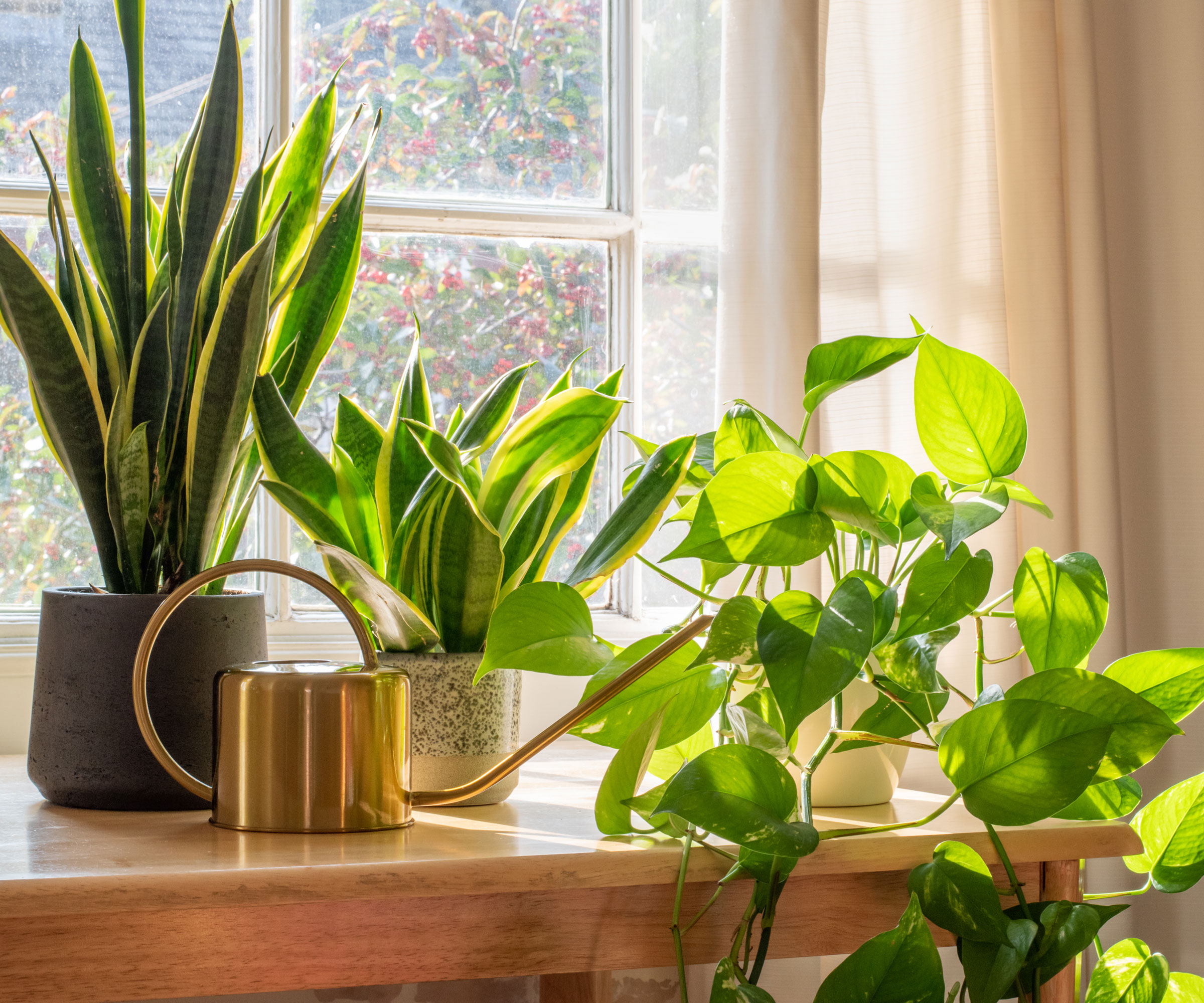 healthy houseplants on sunny windowsill