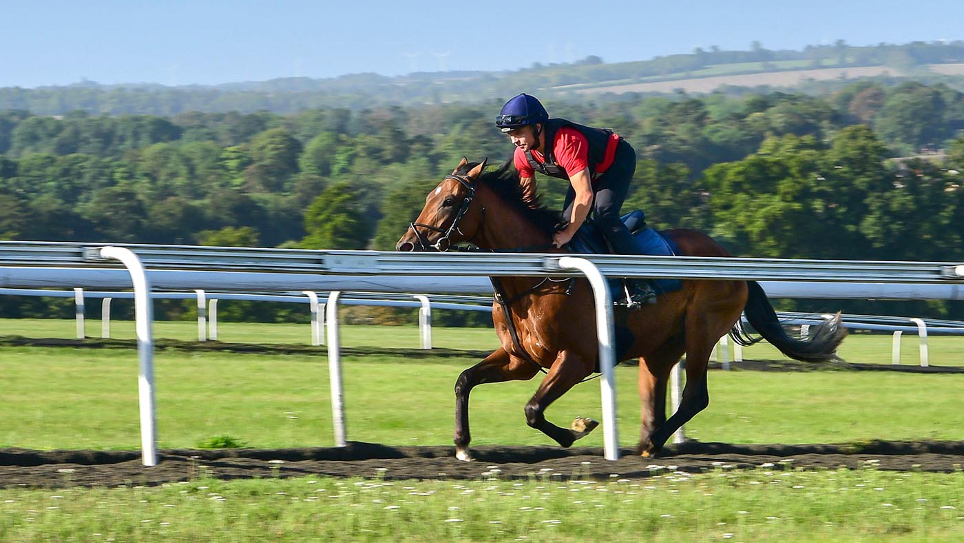 Race Horse Training on the Gallops at Warren Hill in Newmarket