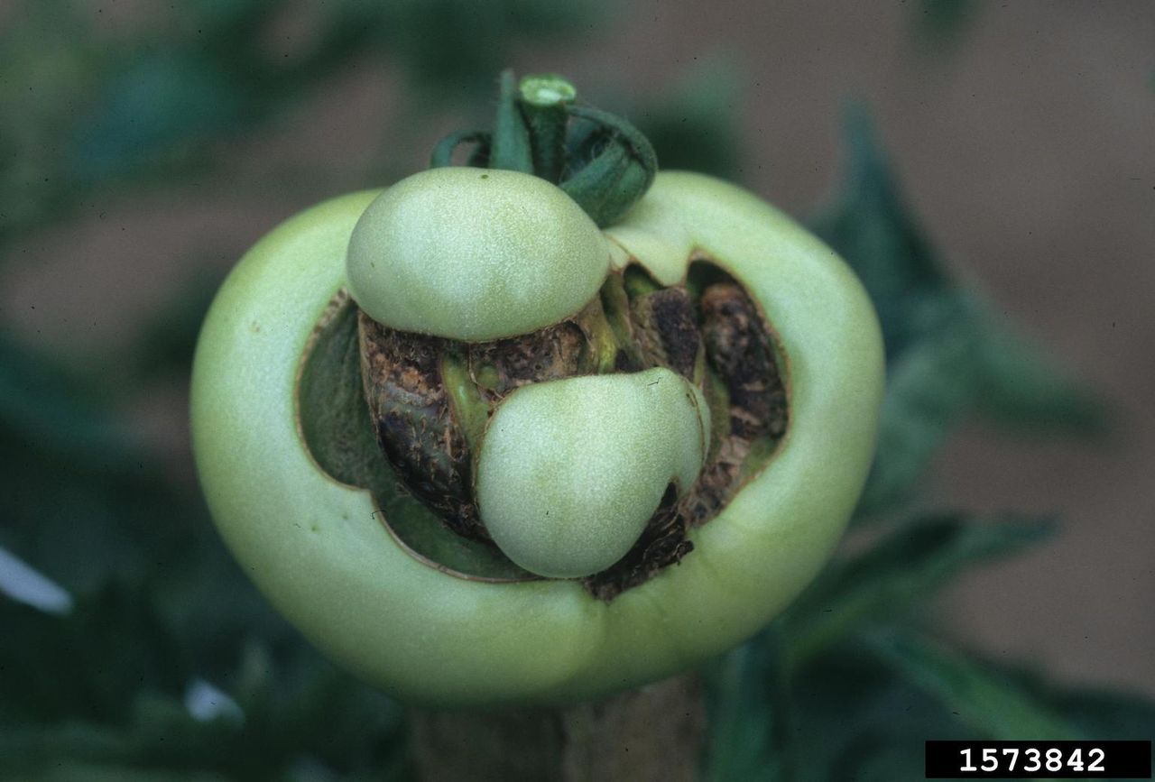 Catfacing On A Tomato Fruit