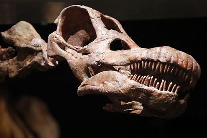 Study suggests dinosaurs has lips. 