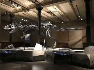 t. rex fossils