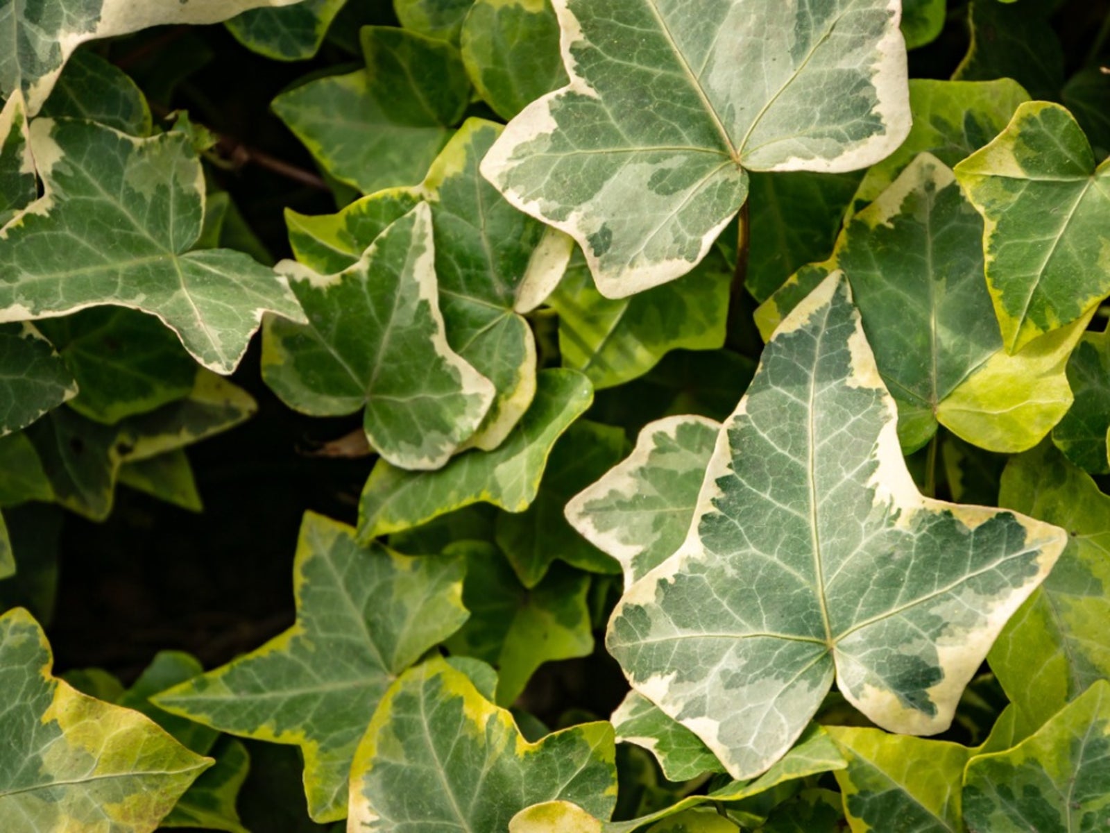 Variegated Ivy  Hedera helix 'Clotted Cream' - Roots Plants