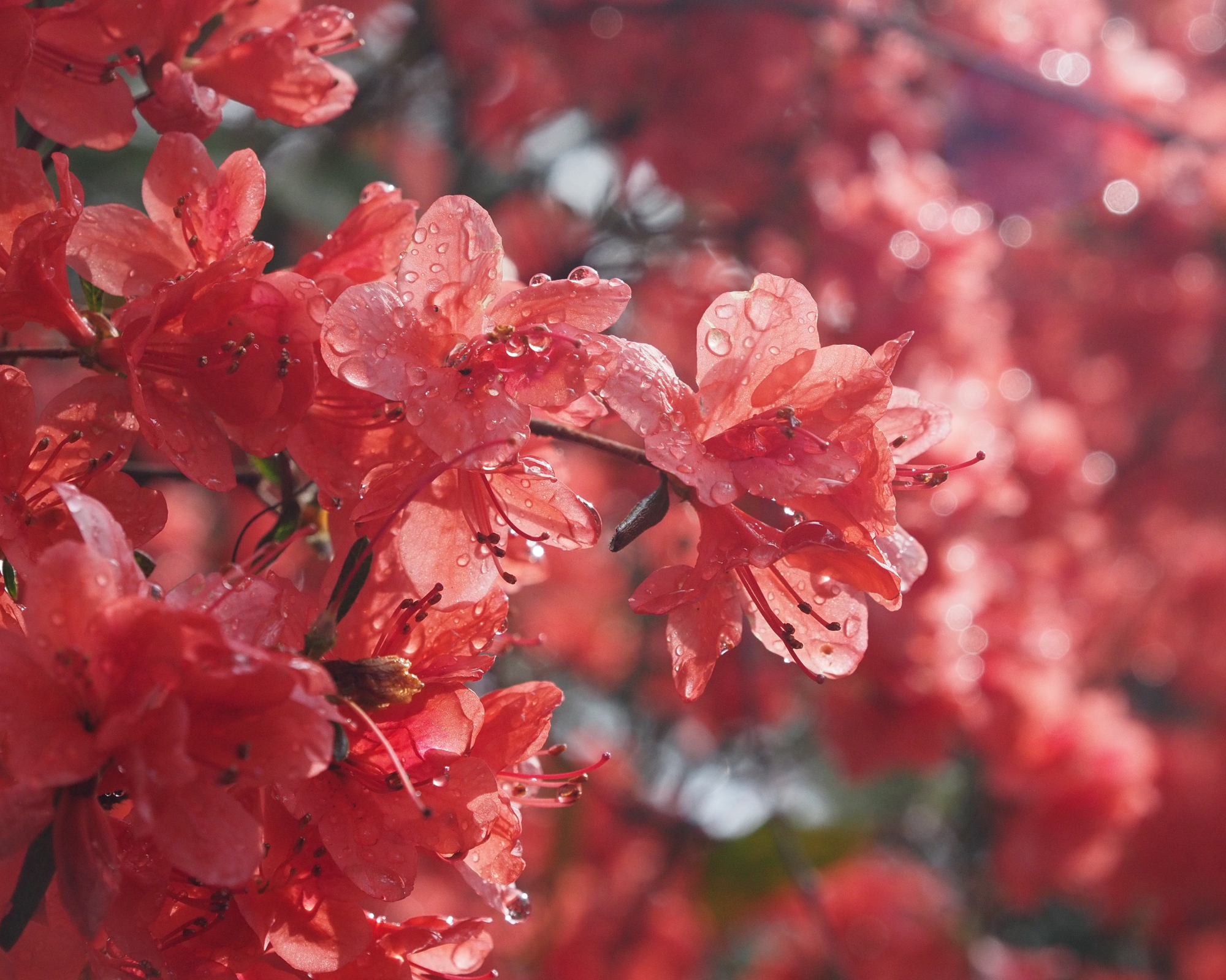 Bright salmon pink flowers with water droplets