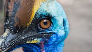 A cassowary glares at the camera.