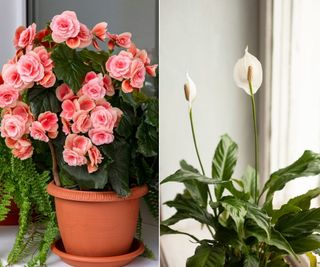 Begonia and peace lily