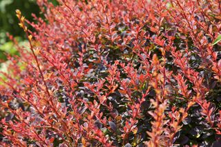 A red Japanese Barberry plant