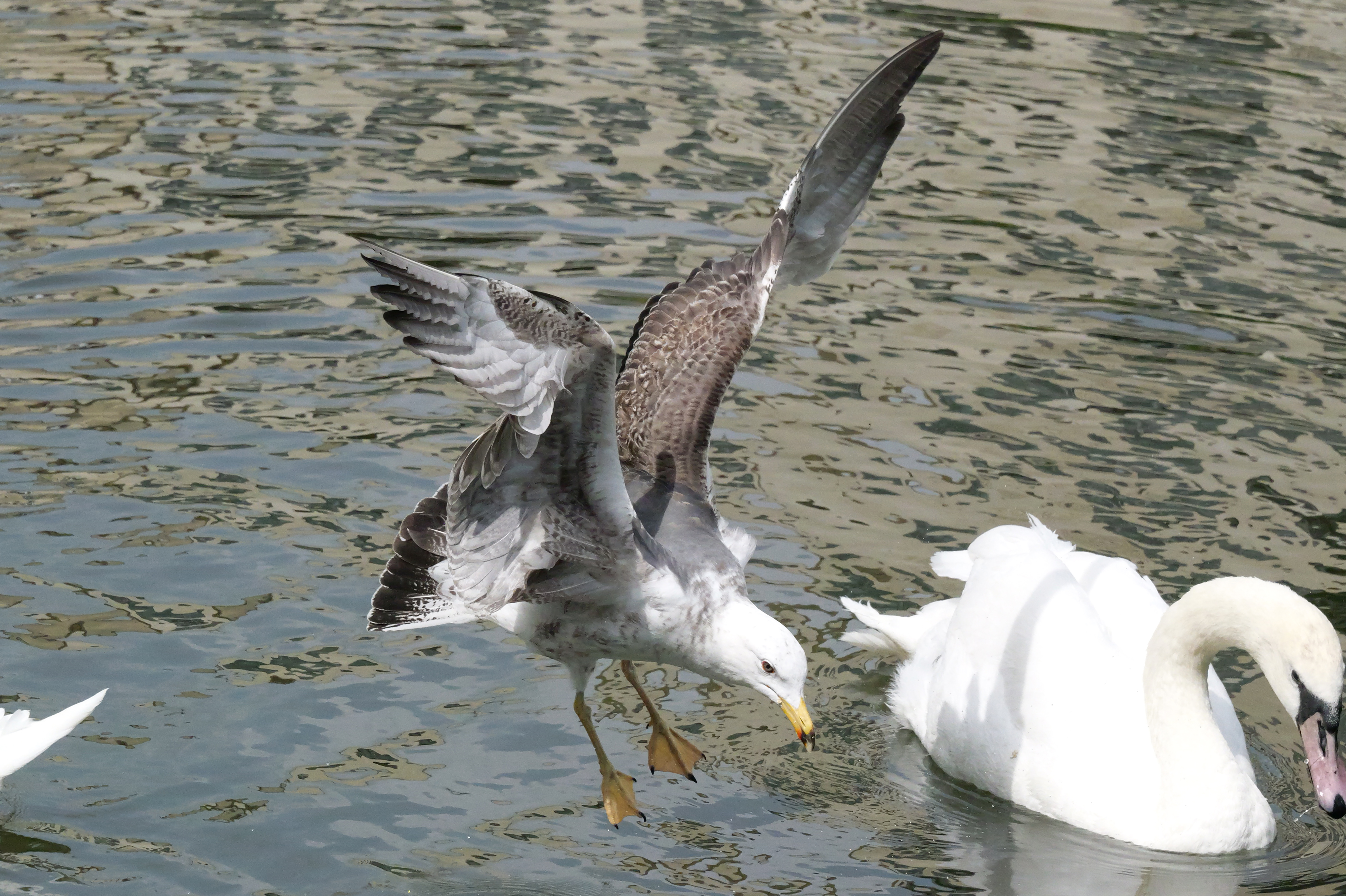 A photo taken on a Panasonic Lumix GH7 Micro Four Thirds camera