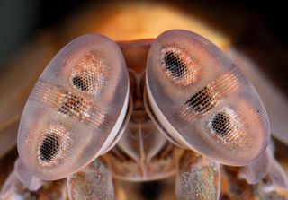 Here, the eyes of the mantis shrimp <em>Pseudosquillana richeri</em>.