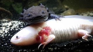 A black and a pink axolotl snuggling up together in their aquarium.