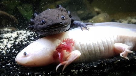 A black and a pink axolotl snuggling up together in their aquarium.