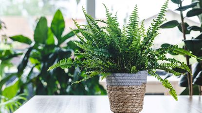 A Boston fern grouped with other houseplants