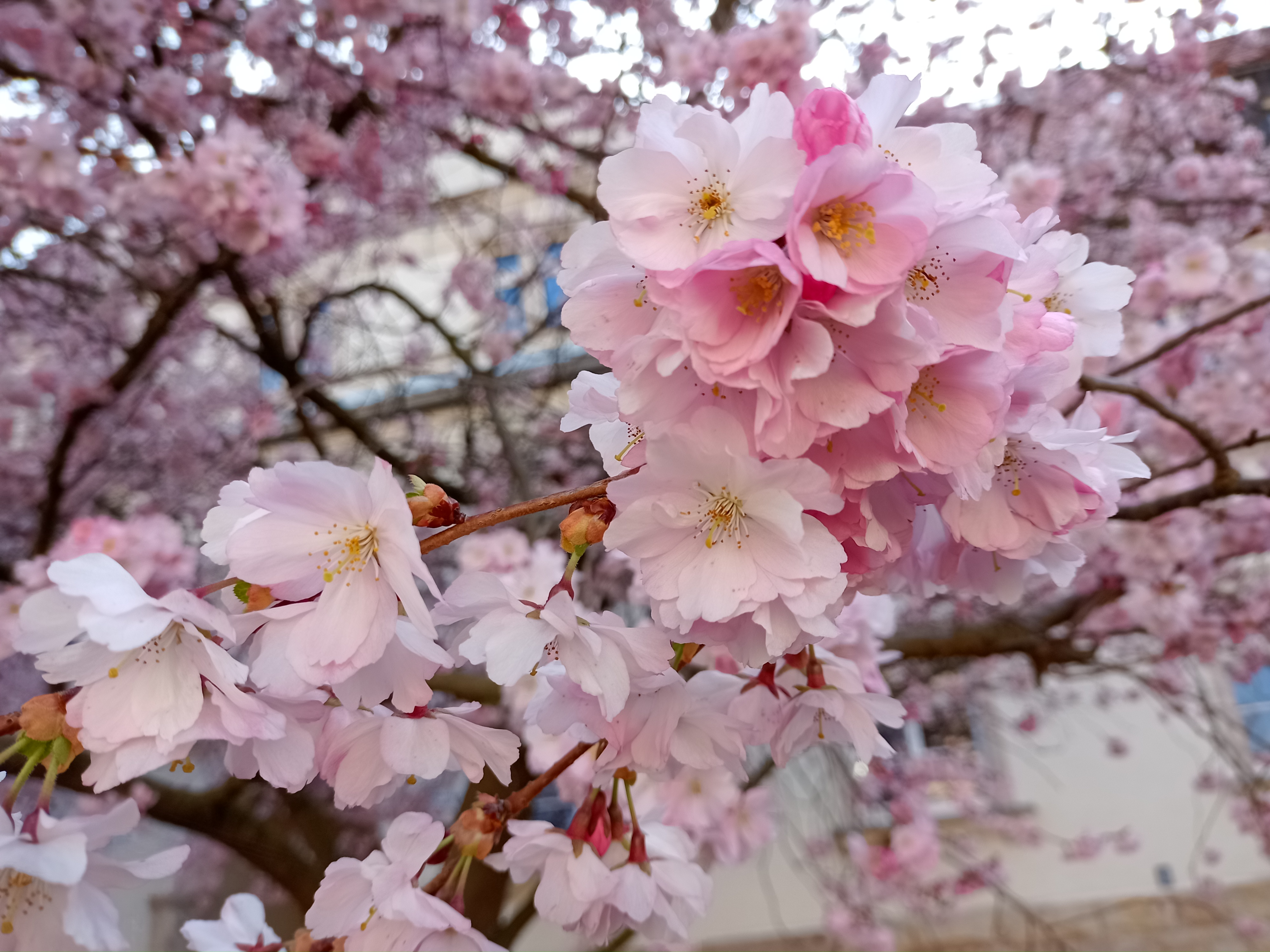 Kirschblüten