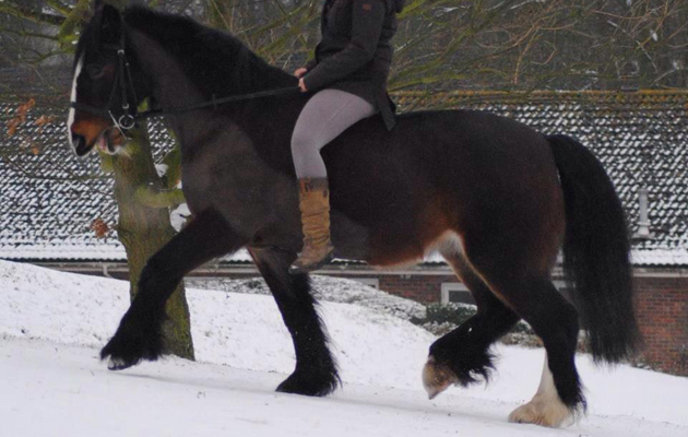 horses in the snow