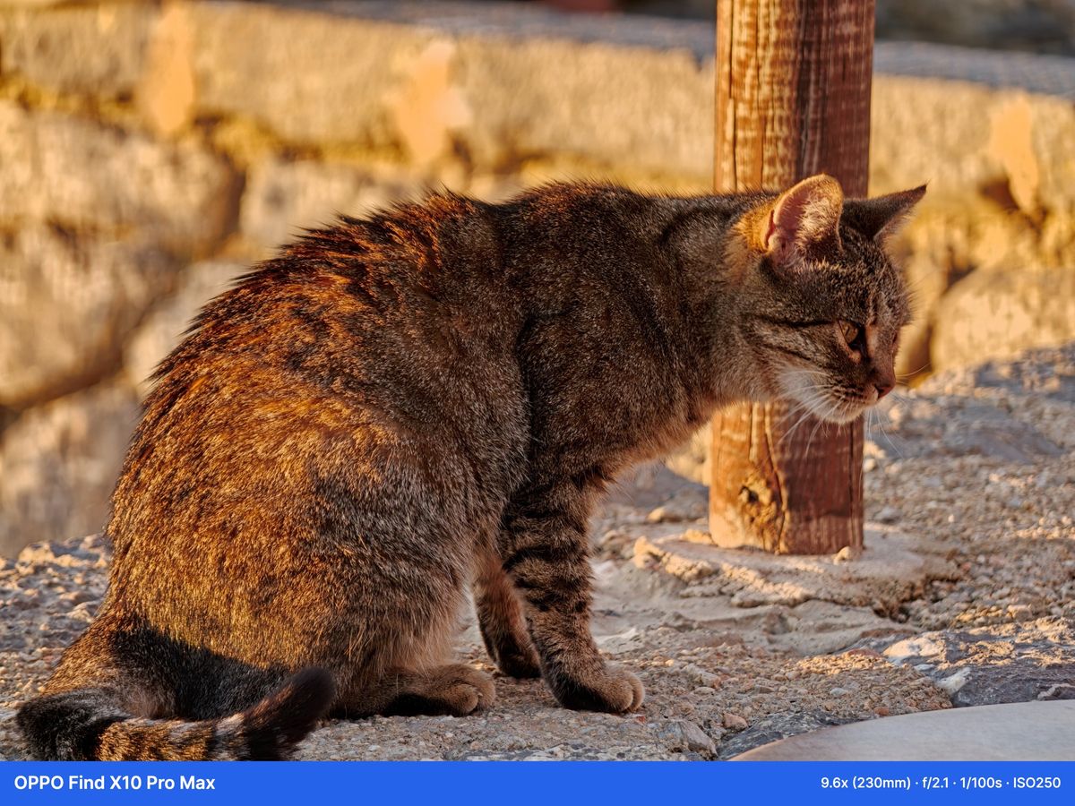 Camera Sample Captured on the Oppo Find X10 Pro Max with the 400mm teleconverter kit attached