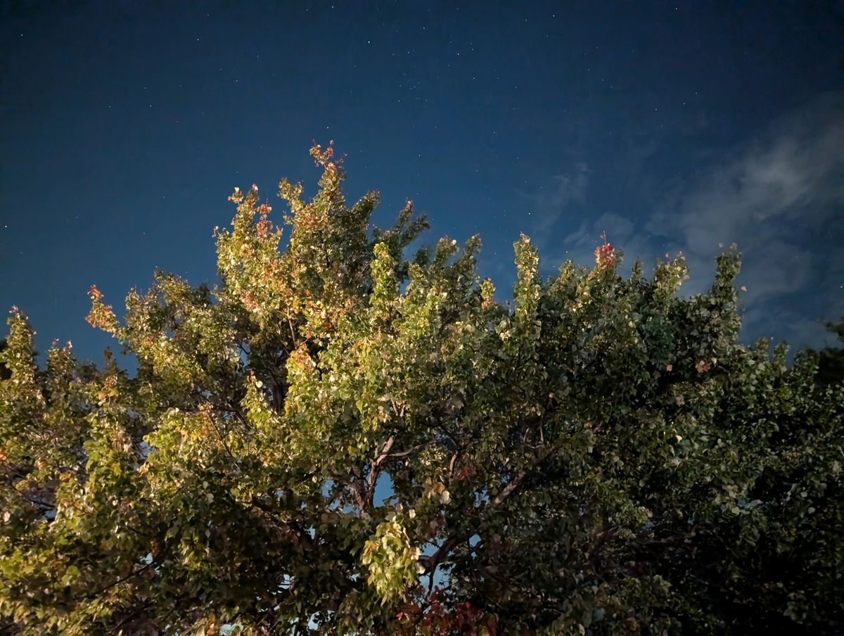 Google Pixel 9 Pro XL low light sample.