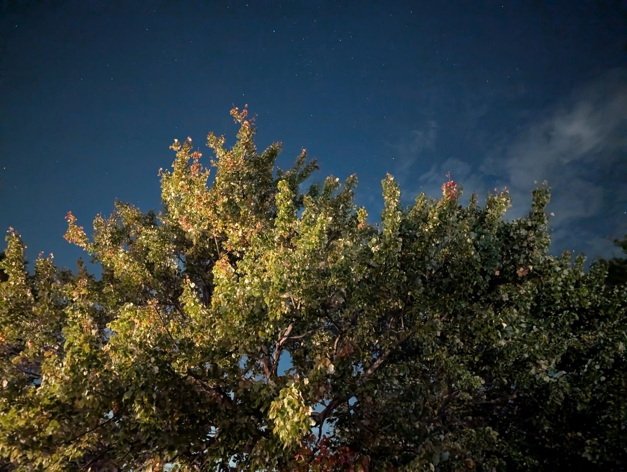 Google Pixel 9 Pro XL low light sample.