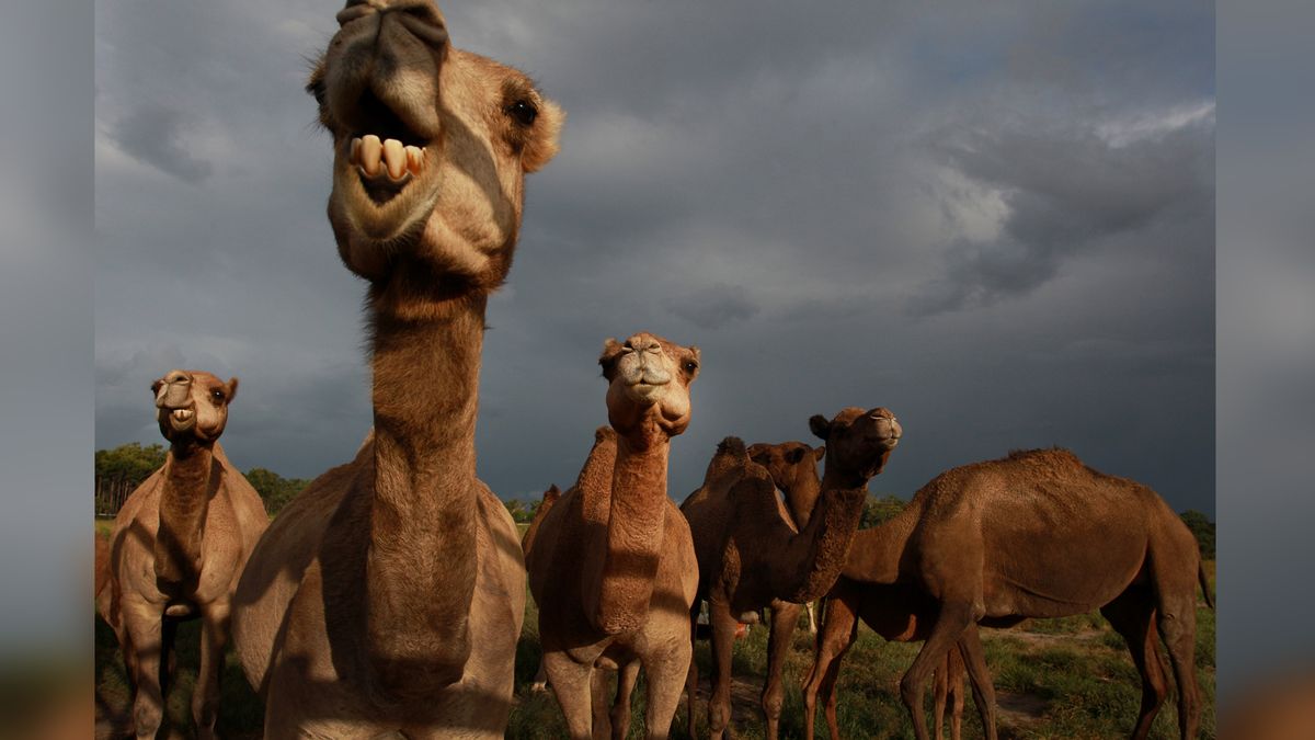 Australian Hunters to Kill 10,000 Feral Camels from ...