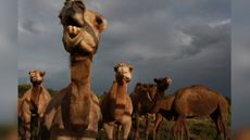 Camels are pictured on an Australian camel dairy farm in April 2016. Camels are not native to Australia, and thirsty feral camels have become a significant problem in recent months amid severe drought and fires.