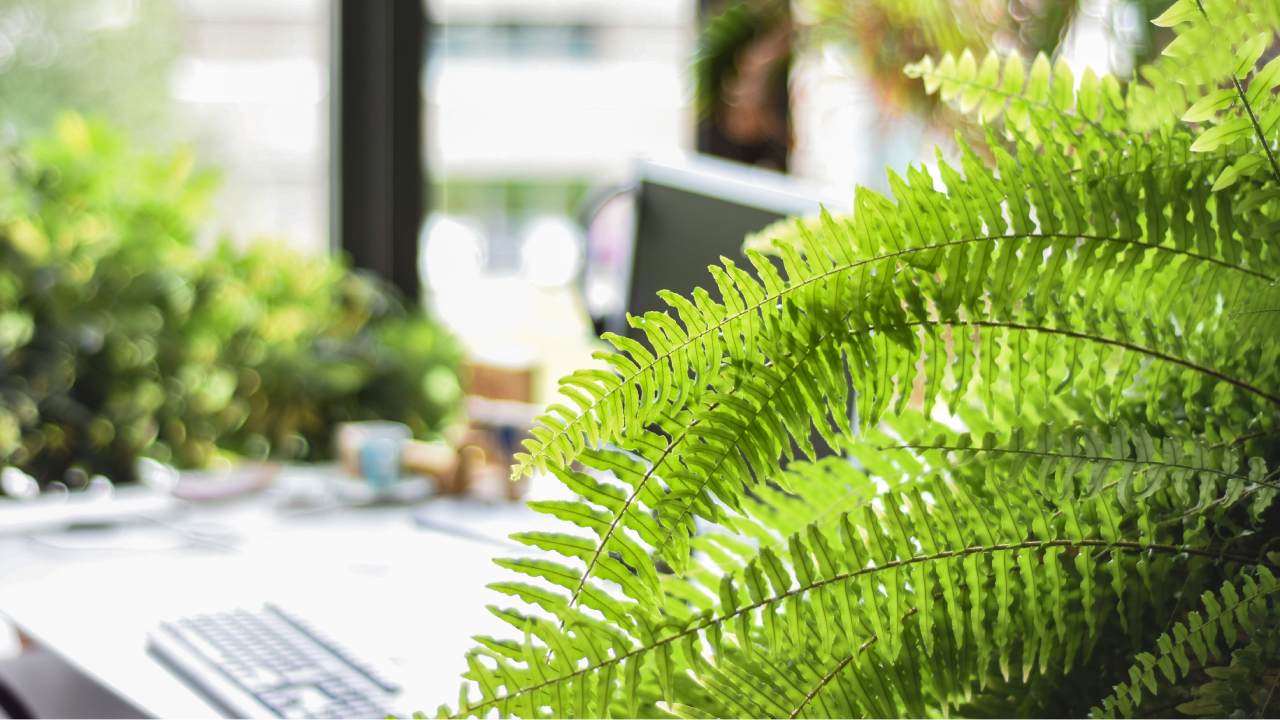 Cooling houseplants