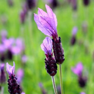 lavender stems with two close stems in focus, featuring large purple flower petals sticking out of the top