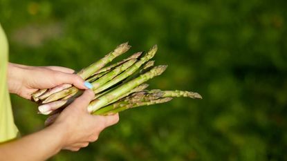 A handful of harvested asparagus spears