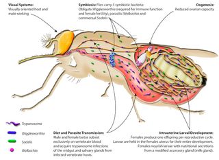 tsetse fly biology diagram