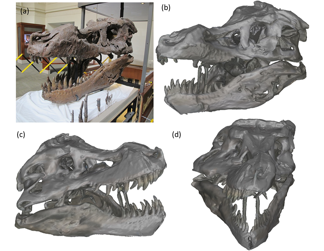 Photograph of SUE's skull and different views of the 360-degree scan of the skull.