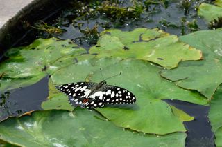 how to grow a butterfly garden: butterfly on lily pads on pond